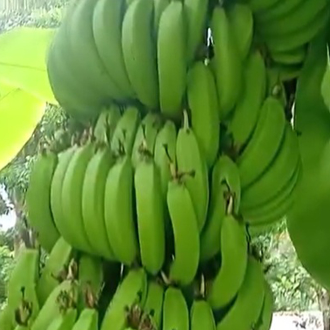 Green-Banana