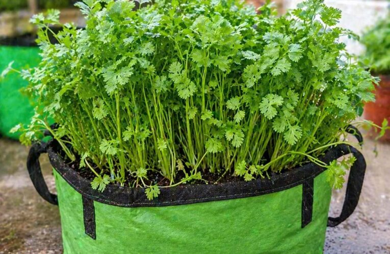 மாடியில் கொத்தமல்லி வளர்ப்பது எப்படி? (Terrace Coriander Plant)