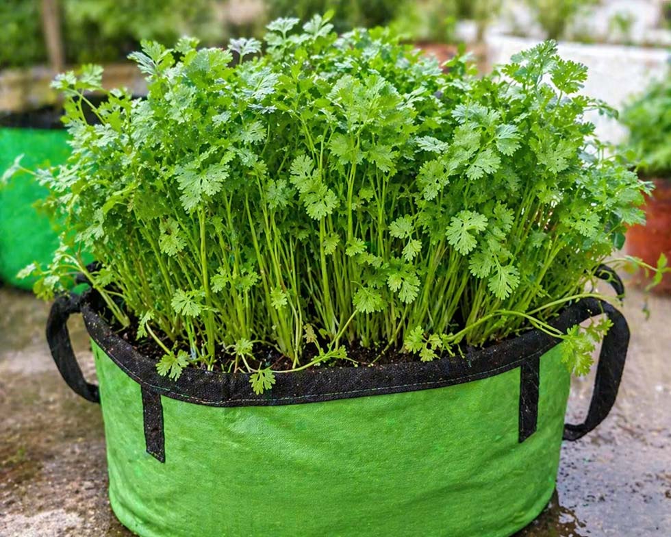 Fresh coriander plants growing in terrace garden grow bag with organic soil