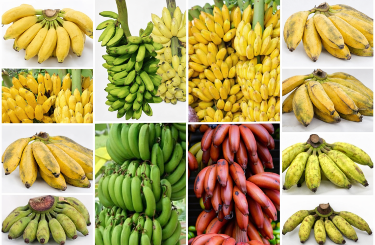 வாழைப்பழத்தின் ஆரோக்கிய நன்மைகள்