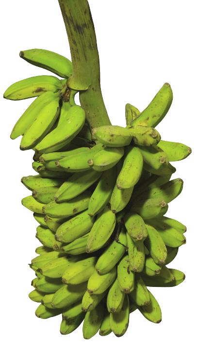 pachanadan-banana