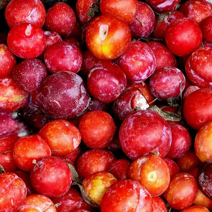 plums-fruits