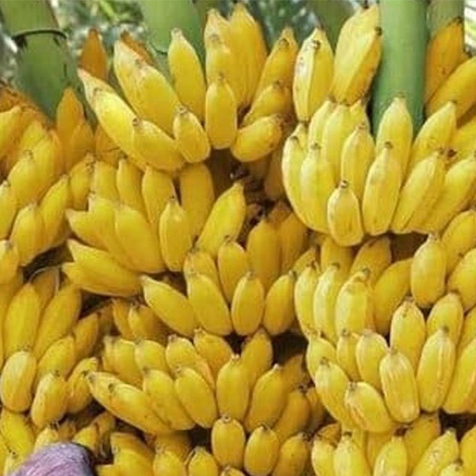 poovan-banana