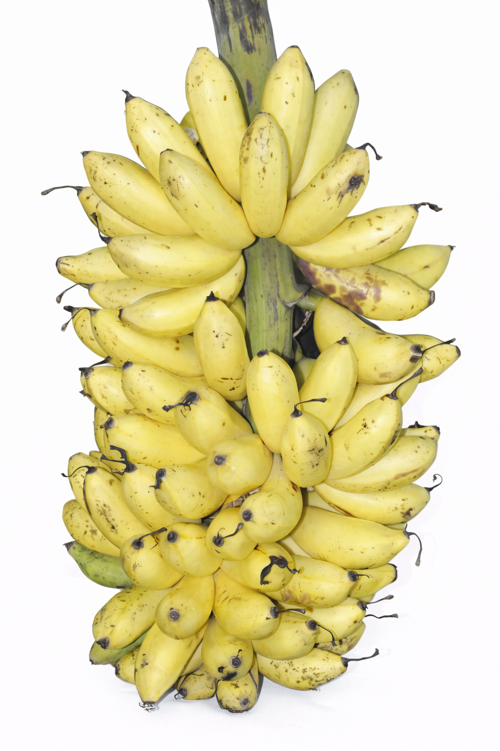 rasthali-banana