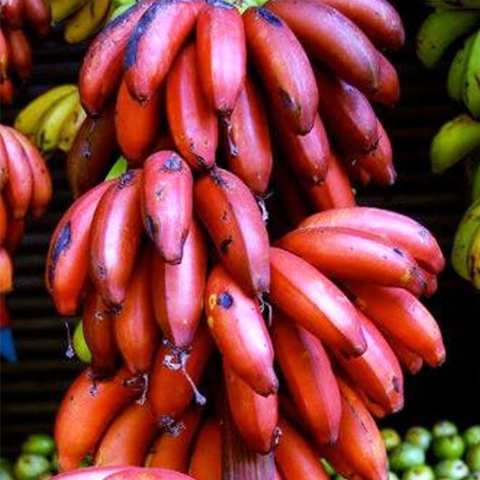 sevvazhai-red-banana