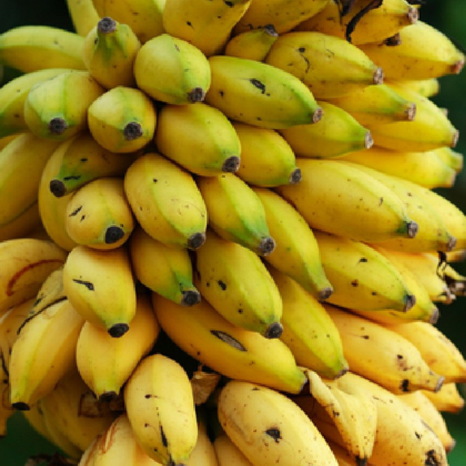 yellaki-banana